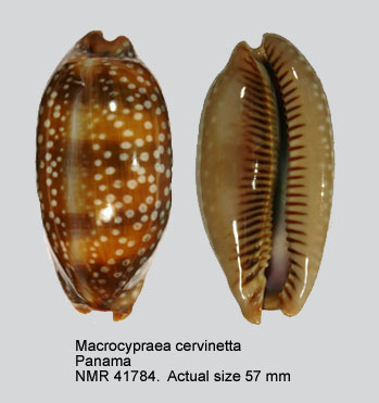 Macrocypraea cervinetta.jpg - Macrocypraea cervinetta(Kiener,1843)
